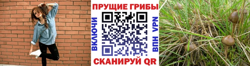 Псилоцибиновые грибы Psilocybe  Купить где  Шиханы 
